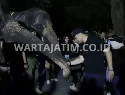 PDTS KBS Matangkan Persiapan “Surabaya Night Zoo” Sebelum Pembukaan Juni 2023