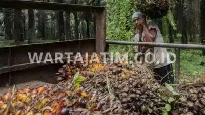 Mengoptimalkan Tata Kelola Industri Sawit: Tanggung Jawab Pemerintah dalam Aksi Perbaikan.