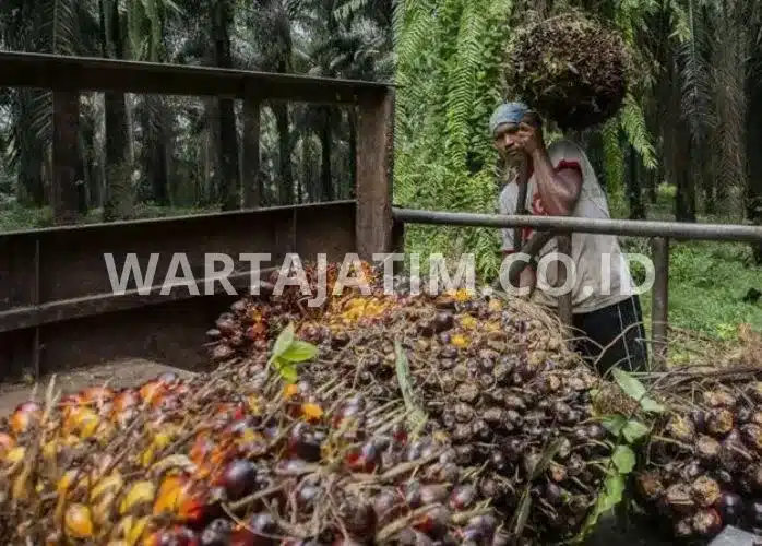 Mengoptimalkan Tata Kelola Industri Sawit: Tanggung Jawab Pemerintah dalam Aksi Perbaikan.