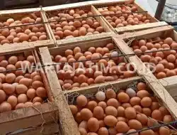 Kenaikan Harga Telur Ayam: Apa yang Dilakukan Pemerintah?