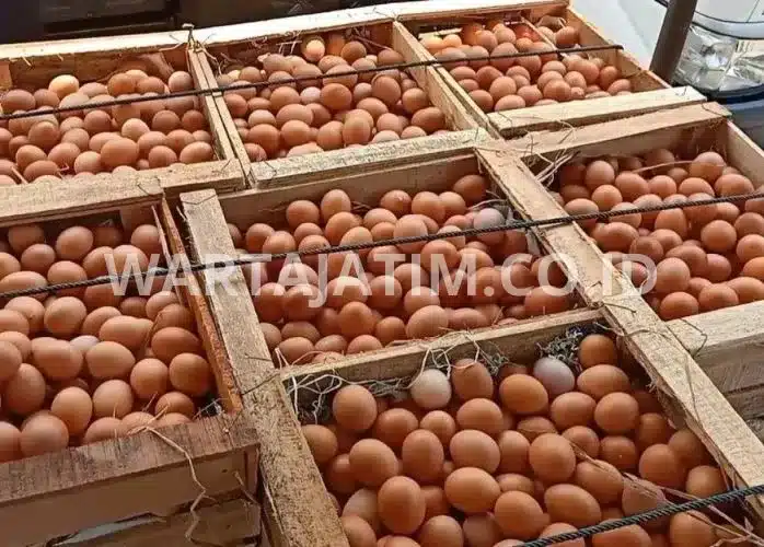 Kenaikan Harga Telur Ayam: Apa yang Dilakukan Pemerintah?