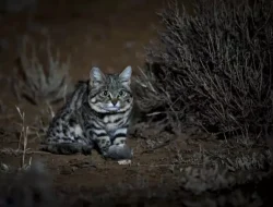 Jangan Tertipu Fisiknya, Ini 4 Kucing Paling Berbahaya di Dunia