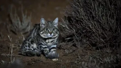 Kucing lucu dan imut, namun sangat berbahaya di dunia.