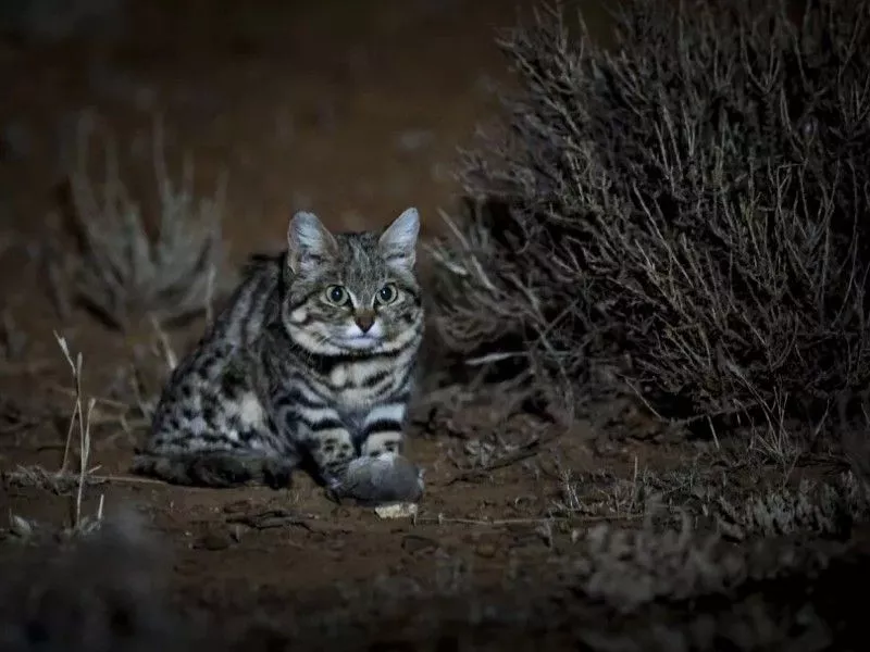 Kucing lucu dan imut, namun sangat berbahaya di dunia.