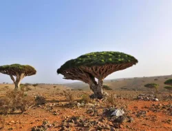 Pohon Darah Naga, Pohon Aneh dan Menarik dari Socotra