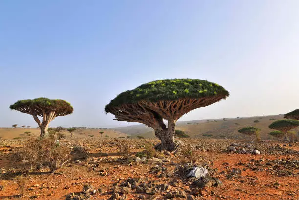 Pohon Darah Naga, spesies menarik yang hanya ada di Socotra.