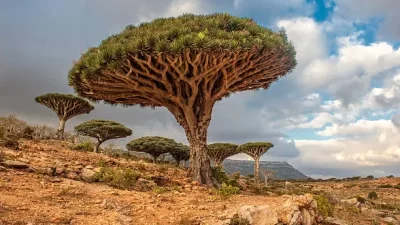 Salah satu pohon yang hanya ada di Pulau Socotra.