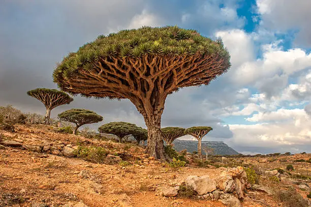 Salah satu pohon yang hanya ada di Pulau Socotra.