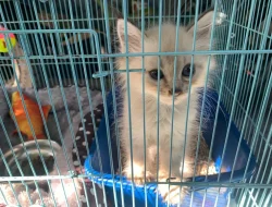 Taukah Kamu, Mengapa Induk Kucing Memakan Anaknya?!