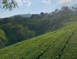 Nikmati Keindahan Berwisata di Bukit Kuneer