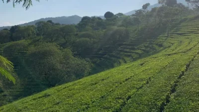 bukit Kuneer, Wonosari