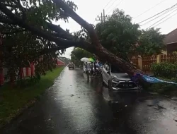 Hujan Deras Sebabkan Banyak Pohon Tumbang di Kota Malang