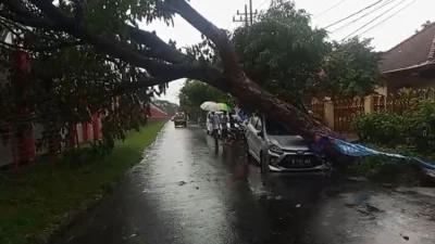 Hujan Deras Sebabkan Banyak Pohon Tumbang di Kota Malang