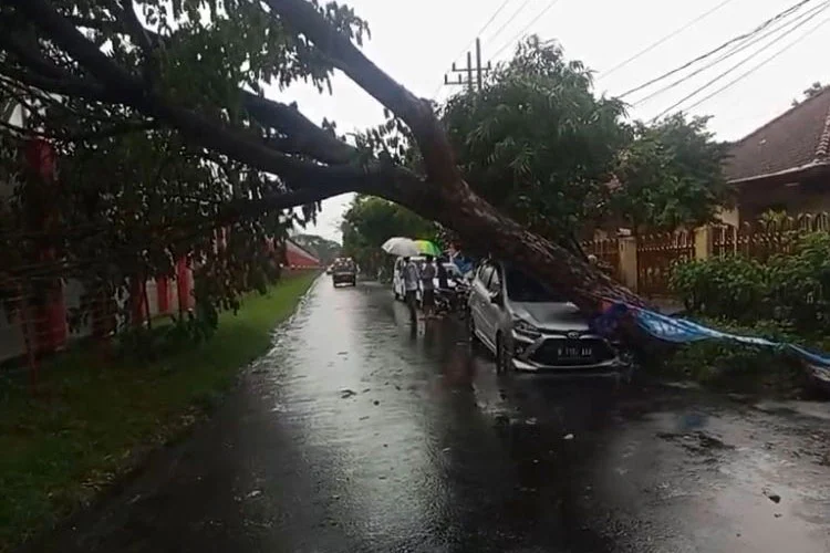 pohon tumbang di malang