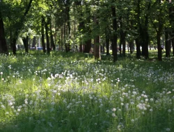 Boon Pring Malang: Taman Indah yang Asri dan Luas di Malang