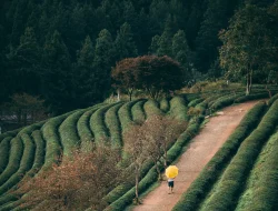 Panorama Wisata Alam Brakseng yang Menyegarkan Mata