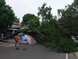 Angin Kencang Sebabkan Pohon Tumbang di Malang, Ternyata Ini Sebabnya