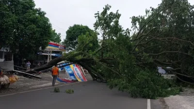 Pohon Tumbang Malang