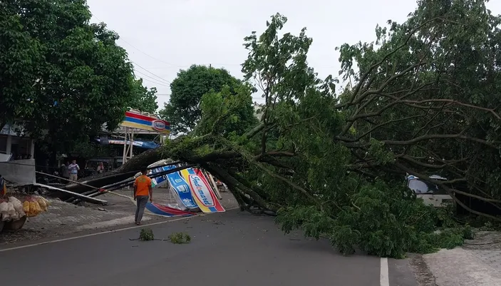 Pohon Tumbang Malang