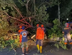 Angin Kencang Masih Menerjang Malang, Sebabkan Pohon Tumbang hingga Papan Reklame Jatuh