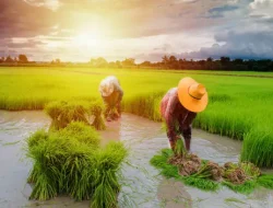 Panen Padi Anjlok di Malang, Apa Kabar Petani?