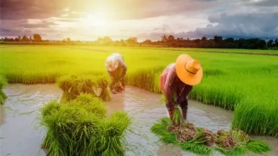 Panen Padi Anjlok di Malang, Apa Kabar Petani?