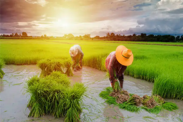 Panen Padi Anjlok di Malang - Sumber: suarasurabaya.net| Dok Pribadi