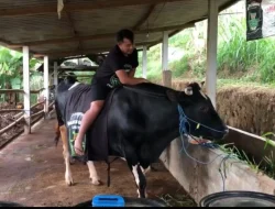 Dua Sapi Berbobot 1 Ton Milik Peternak Ponorogo Dibeli Mantan Presiden SBY untuk Kurban