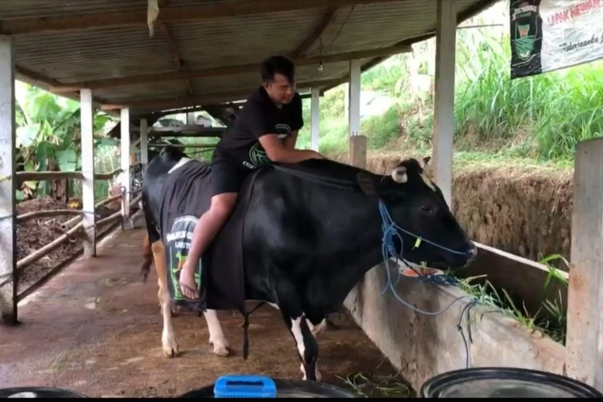 Danang saat menunjukkan sapi pesanan SBY (ANTARA/HO - Samy)