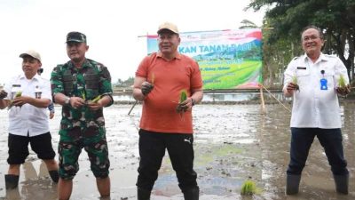 Semangat Tanam Padi Bersama Plt Bupati Malang, Petani Tangguh Menuju Malang Makmur