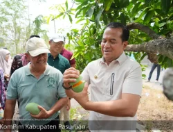 Panen Raya Mangga Alpukat Meriahkan Desa Oro-Oro Ombo Kulon, Pasuruan