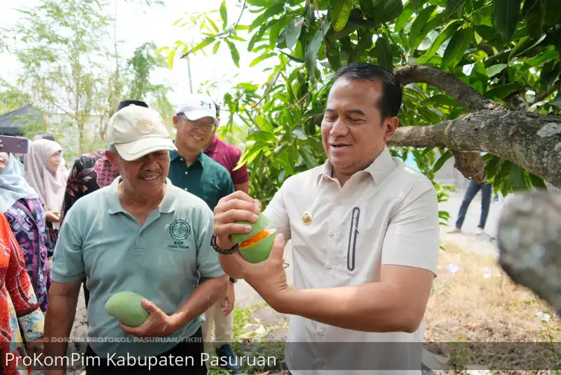 Buka Gerakan Pangan Murah Bursa Pasar Murah Mangga Putar, Pj. Bupati Nurkholis Panen Mangga Alpukat Langsung Dari Pohonnya. (dok istimewa)