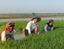 Pemkab Lamongan Dorong Petani Padi untuk Tanam Lebih Awal Demi Meningkatkan Produktivitas