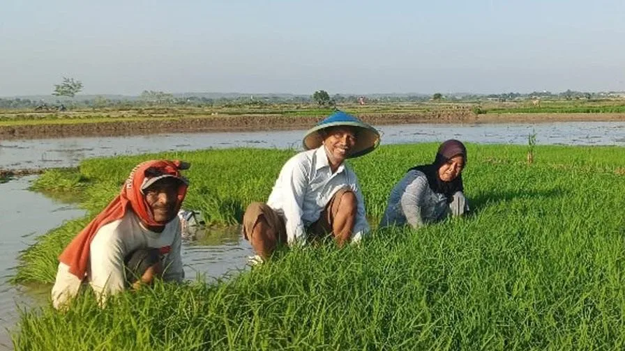 Pemerintah Kabupaten Lamongan bersama Dinas Ketahanan Pangan dan Pertanian Kabupaten Lamongan memberikan dorongan kepada petani padi, agar melakukan penanaman padi lebih awal. Hal tersebut bertujuan agar produktivitas padi meningkat. Karena dengan musim tanam lebih awal, akan berpengaruh pada musim panen yang lebih awal pula. "Penanaman lebih awal akan menjadikan panen lebih awal pula. Sehingga nanti bisa dilakukan penanaman ulang di musim berikutnya. Terlebih di musim penghujan saat ini akan bisa meningkatkan produktivitas padi, karena kebutuhan air tercukupi," tutur Kepala Dinas Ketahanan Pangan dan Pertanian Kabupaten Lamongan Mohammad Wahyudi saat ditemui, Senin (11/11) di Kantor Dinas Ketahanan Pangan dan Pertanian Kabupaten Lamongan pagi ini. Wahyudi menjelaskan bahwa musim tanam padi periode 2024/2025 di Kota Soto sudah dimulai sejak bulan Oktober 2024. Para petani didampingi oleh Badan Penyuluh Pertanian (BPP), dalam menyiapkan sasaran tanam berdasarkan capaian tahun sebelumnya, kondisi iklim, benih padi, pupuk, dan lainnya. "Musim tanam padi periode 2024/2025 di Lamongan sudah dimulai sejak Oktober. Tentu DKPP terus mendampingi proses menyiapkan penanaman mulai dari sasaran tanam hingga benihnya. Melalui pertemuan di tingkat kelompok tani, bahkan sampai tingkat kecamatan dan kabupaten," jelasnya. Wahyudi menyampaikan bahwa, sasaran tanam padi di Kabupaten Lamongan musim tanam 2024/2025 di proyeksikan diangka 154.815 Ha. Sasaran penanaman padi diawali pada wilayah sawah irigasi, karena masih terdapat persediaan air. Wilayah sawah irigasi diantaranya ada di daerah Kecamatan Laren dan Kecamatan Maduran. "Kami sudah petakan jadwal penanaman padi. Tentu diawali oleh wilayah sawah irigasi. Sedangkan sawah yang basisnya tadah hujan, seperti didaerah selatan itu akan melakukan penanaman normal. Yang intensitas tertinggi penanam ada di bulan November dan Desember (berdasarkan iklim dan sasaran tanam yang ditetapkan)," terang Wahyudi.