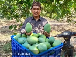 Panen Raya Mangga Alpukat di Desa Wonokerto, Petani Rasakan Hasil Melimpah