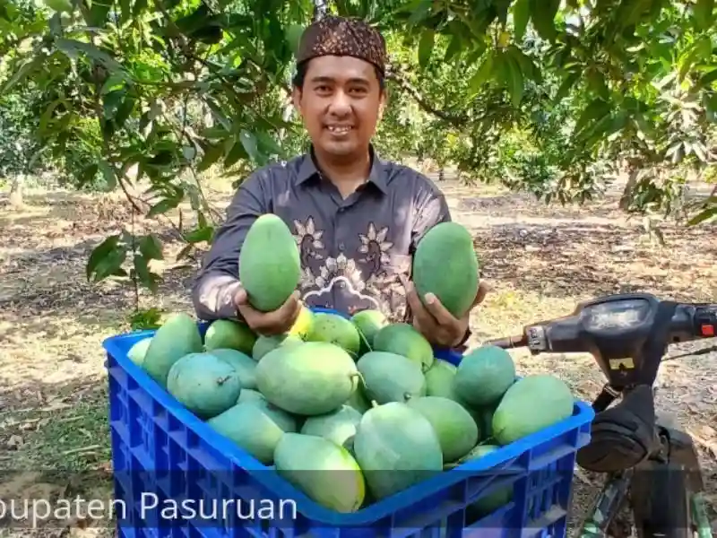 Panen Raya Mangga di Desa Wonokerto (Foto: Istimewa)