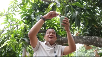 Bursa Mangga Putar di Pasuruan Dibanjiri Pecinta Buah, Harga Mulai Rp 7 Ribu