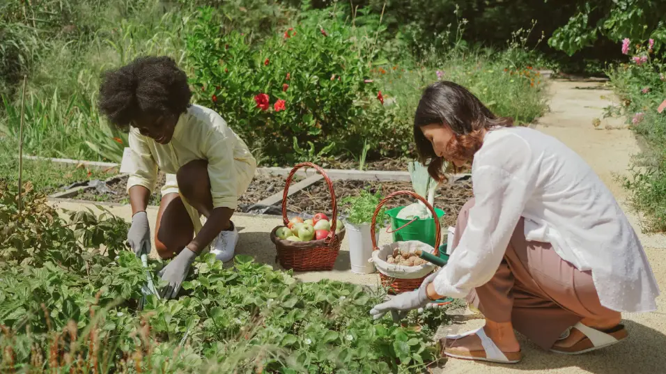 Homesteading semakin diminati sebagai gaya hidup yang mandiri dan berkelanjutan. Temukan alasan di balik tren ini dan manfaatnya bagi individu dan lingkungan.