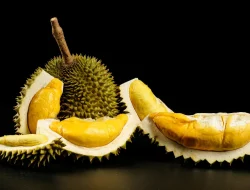 Musim Durian Tiba: Manfaat Kesehatan dan Nutrisi dari Buah Khas Indonesia