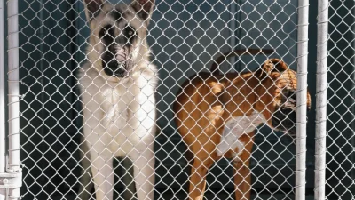 Seekor anjing di penampungan Los Angeles menunggu rumah baru setelah terdampak kebakaran hutan.